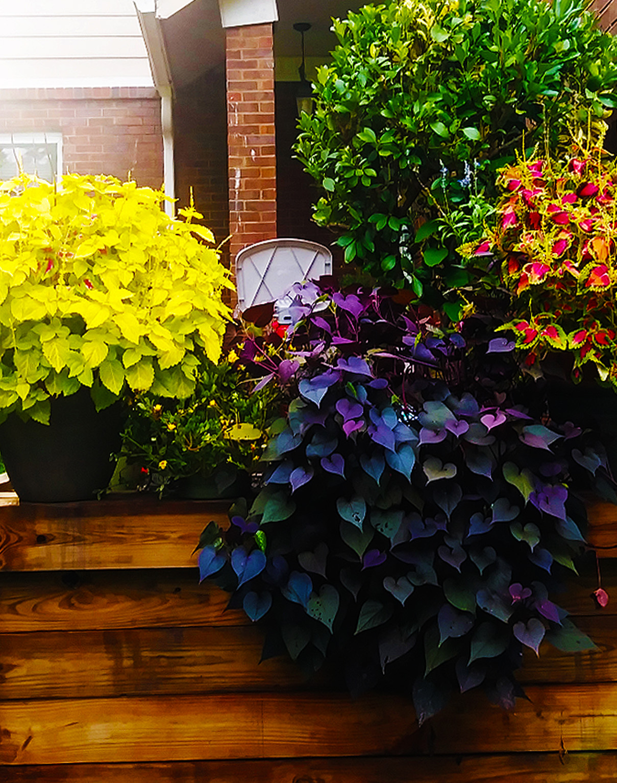 Kenneth Briggs - Multiple Potted Flower Photograph