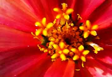 Kenneth Briggs - Orange Floral photograph